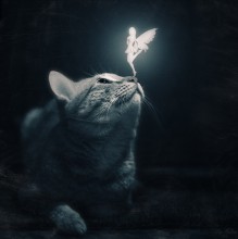  / ***