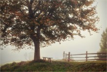 What knows the old maple ... / ***