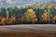 Autumn / ***