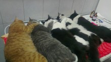 Cats / ***