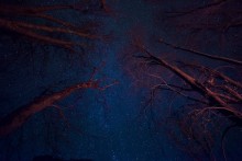 Starlight night / ***