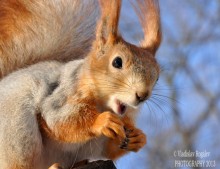 Oh! NOCH ESSEN! (MAKROBELKA) / ***