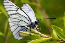 Schmetterling / ***