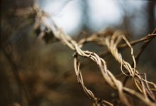 Natur Plexus / ***