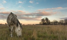 Landscape with horse / ***