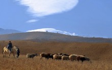 Shepherds / ***