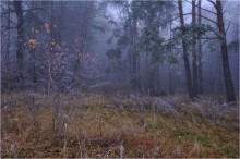 Morning forest / ***