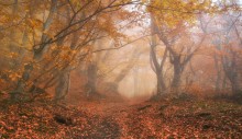 Herbst-Nebel / ***