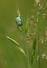 Beetle / ***