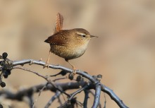 Wren / ***
