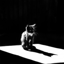 Black on White / ***