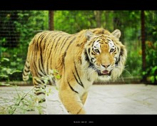 Tiger (Yalta Zoo) / ***