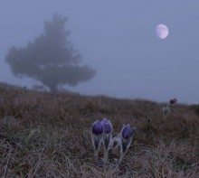 Sleep - grass / ***