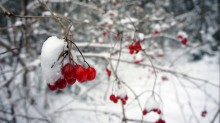 viburnum / ***