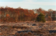 Frosty ... marsh ... / ***