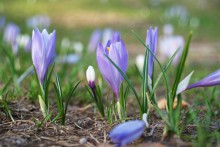 May crocuses / ***