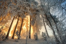 Pine dawn / ***