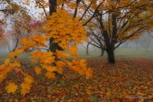 Autumn / ***
