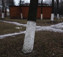 2 trees / ***