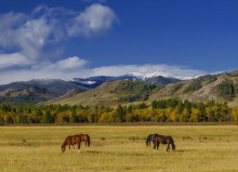 In der Steppe / ***