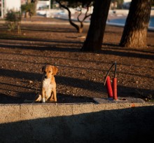 About doggie / ***