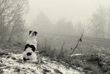 Fog / ***