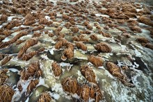 Riverside Norets slowly freezes grass / ***