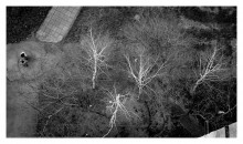 Anecdote about Birch / ***