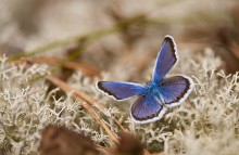 Floret on moss / ***