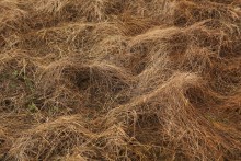 Grass number 2 / ***