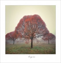 Symmetry autumn morning / ***