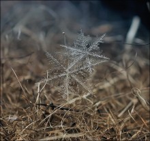 Two cold stars ... / ***