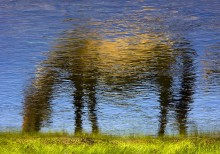 Wiese / ***