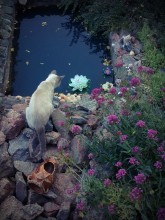 cat and lily / ***