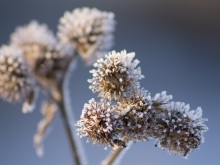Agrimony / ***