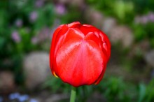 Frühling / ***