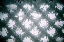 frost / ***