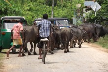 Sri Lanka, fuhr, sah er, fotografiert / ***