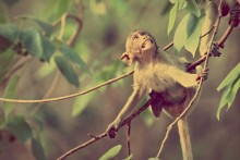 monkey from Thailand / ***