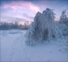 Shaggy winter. / ***