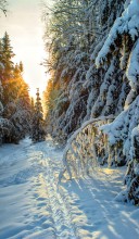 Winter in the woods / ***