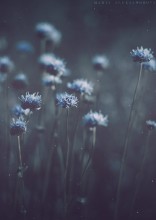 In Remembrance / ***