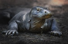 Komodo Dragon ... / ***