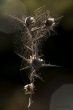 Winter Ikebana. / ***