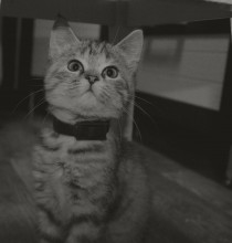 Pussy / ***