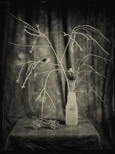 [15] / Ambrotype 18x24, f8, 30 s, Hugo Meyer trioplan 300/3.5