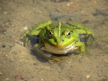 Princess Frog / ***