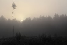 Only to the wolves have not wailed. / ***