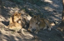 Löwe und Löwin / ***