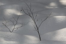 Snow Study / ***